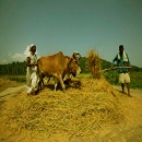 South Indian agriculture